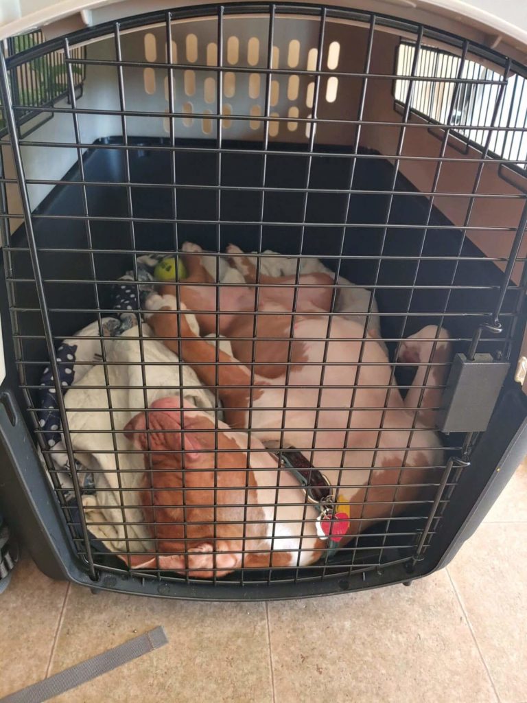 dog sleeping in crate