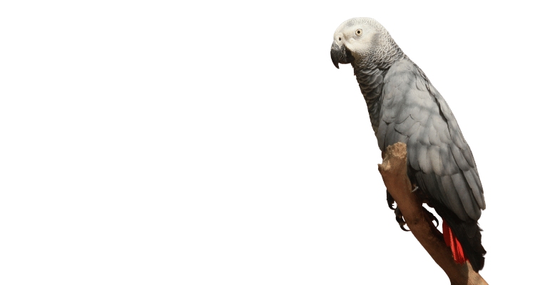 750x400 – parrot 1 on Pet Health Documentation - International Pet Shipping from Feathers & Fur Express