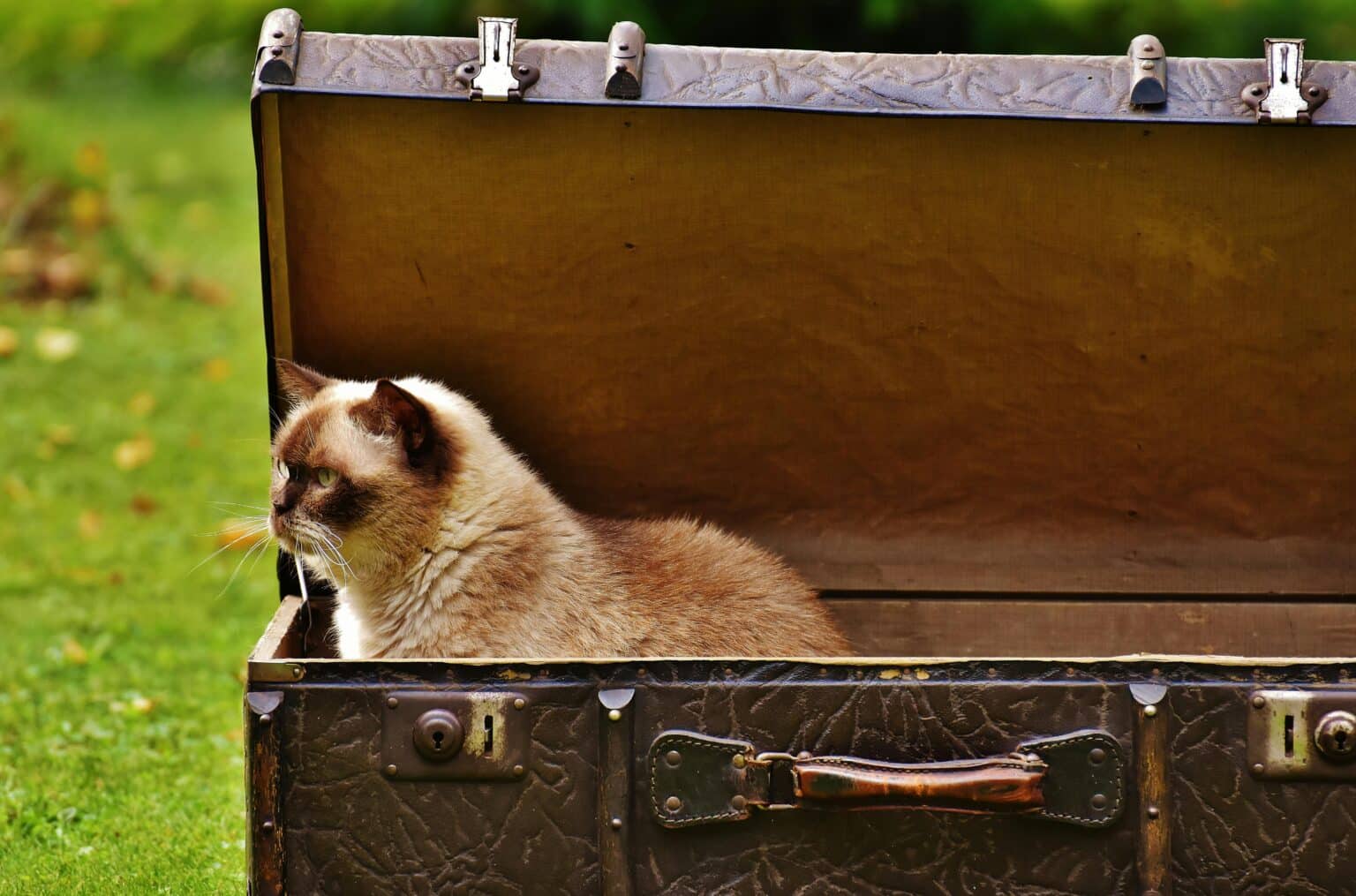 International Cat Shipping - Feathers & Fur Express
